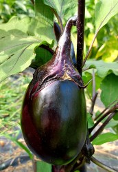 eggplant filimon16